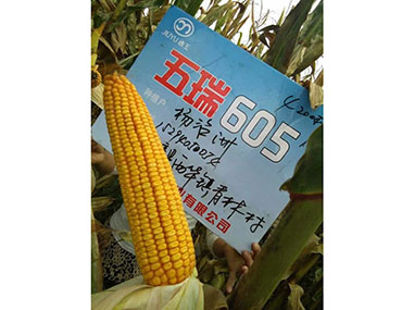 玉米種子【五瑞605】